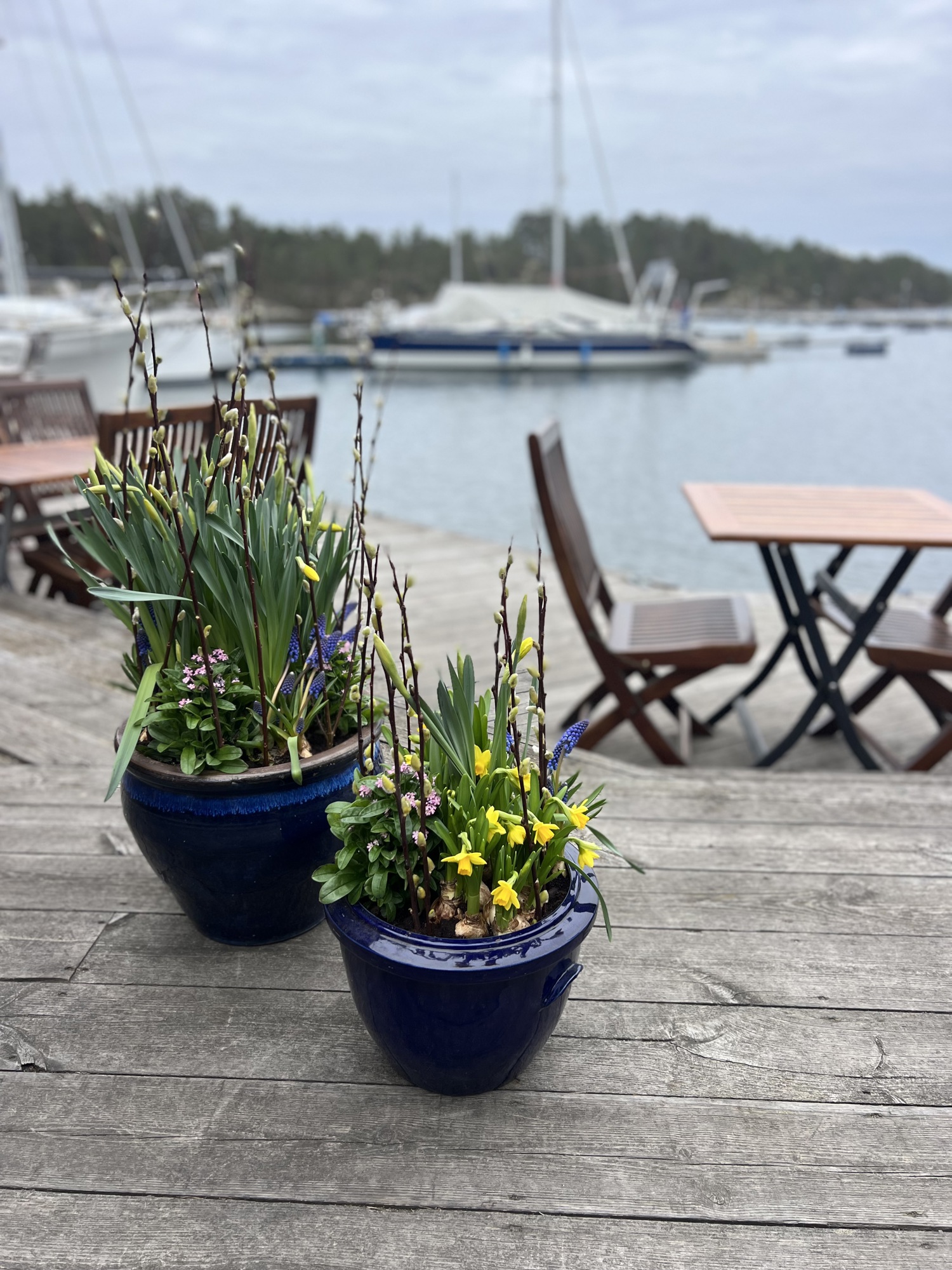 Påskliljorna är utslagna!